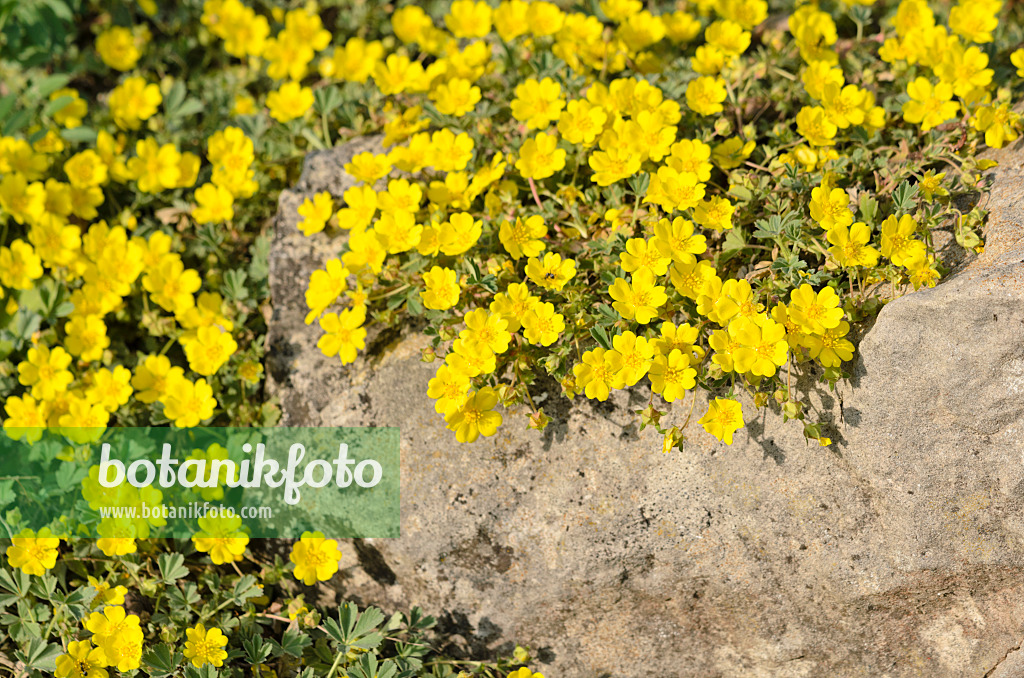 531050 - Grey cinquefoil (Potentilla incana syn. Potentilla cinerea)