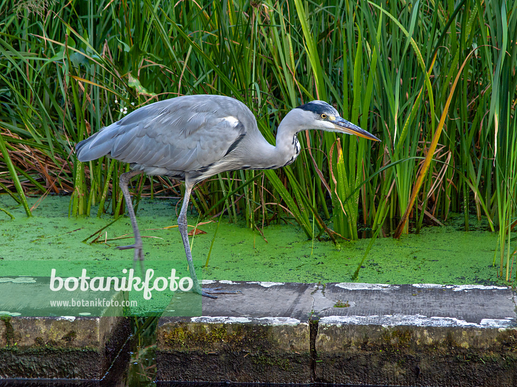 451047 - Grey heron (Ardea cinerea)