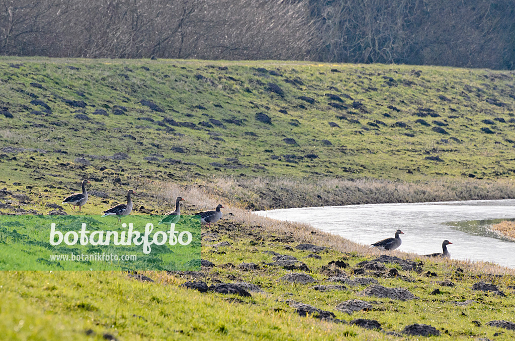 554004 - Greylag goose (Anser anser) on a dike, Gülper See Nature Reserve, Germany