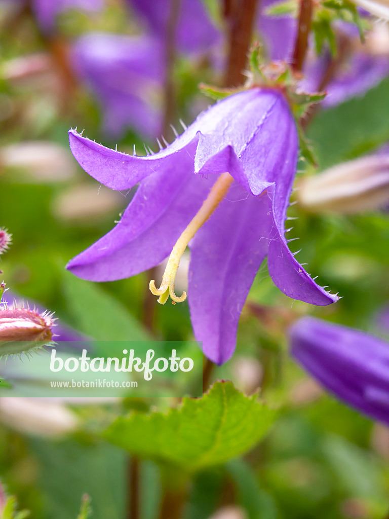 427071 - Grossek's bellflower (Campanula grossekii)