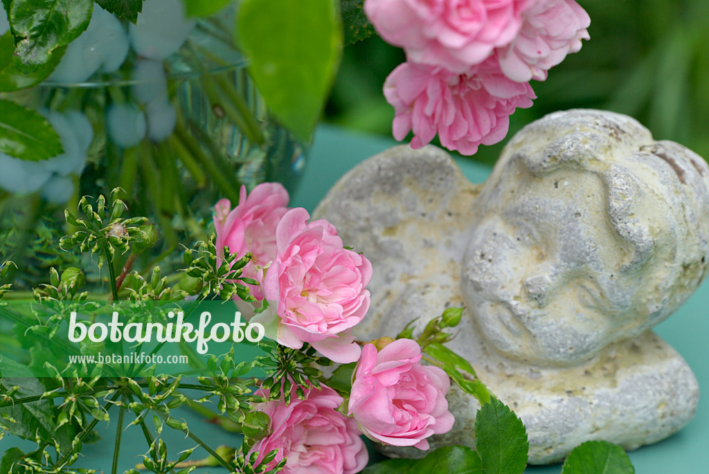 452152 - Ground elder (Aegopodium podagraria) and roses (Rosa The Fairy) with figure of the angel