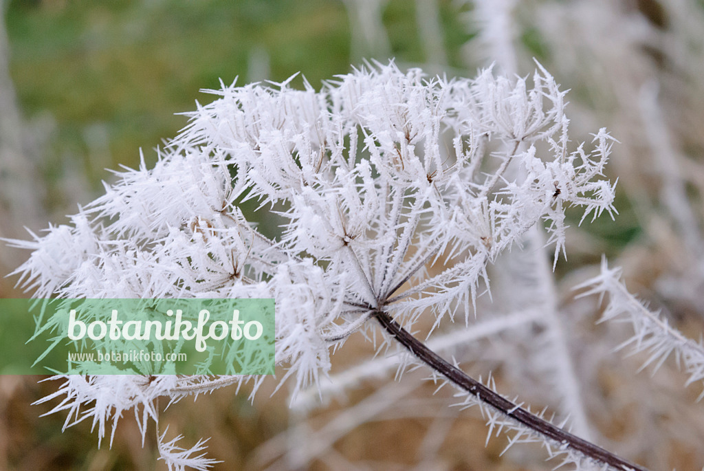 465080 - Ground elder (Aegopodium podagraria) with hoar frost 465080 - Ground elder (Aegopodium podagraria) with hoar frost