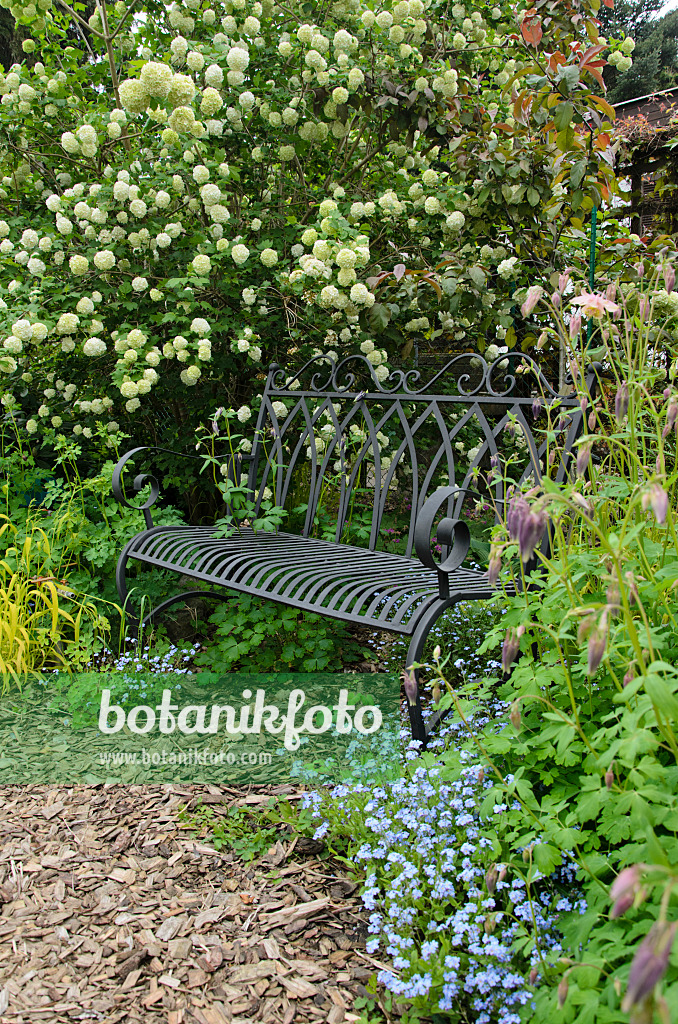 544104 - Guelder rose (Viburnum opulus 'Roseum') and forget-me-nots (Myosotis) besides a garden bench