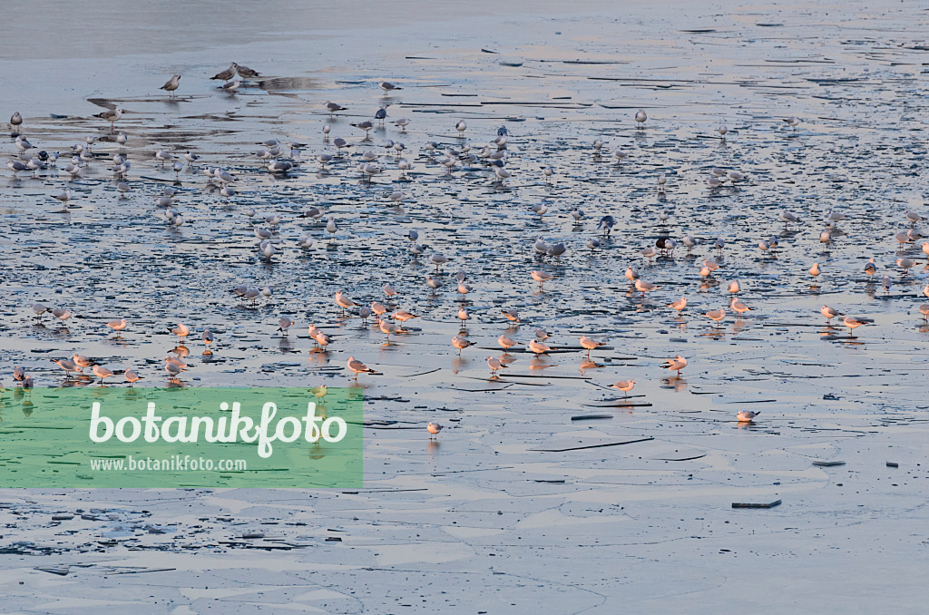 565008 - Gulls (Larus) on a frozen lake, Lower Oder Valley National Park, Germany