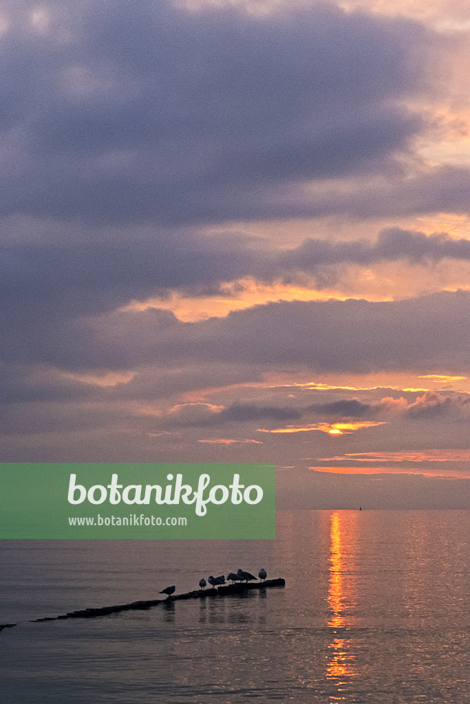 382034 - Gulls (Larus) on a tree trunk floating in the water, sunset at the Baltic Sea, Germany