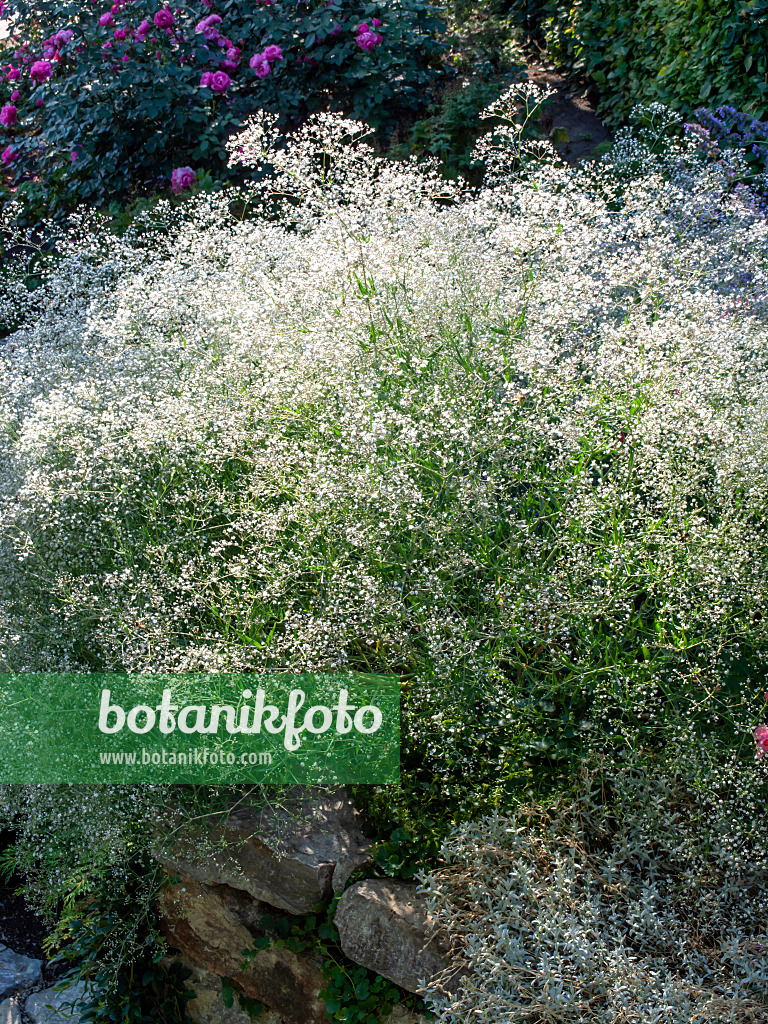 462030 - Gypsophila (Gypsophila)