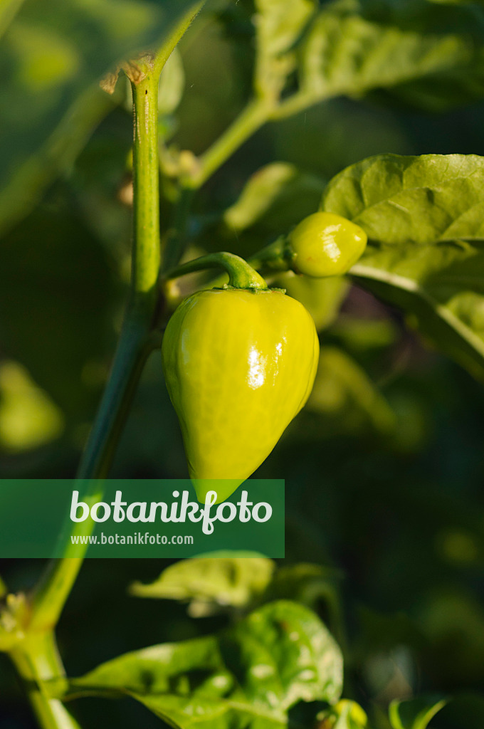 488048 - Habanero (Capsicum chinense)