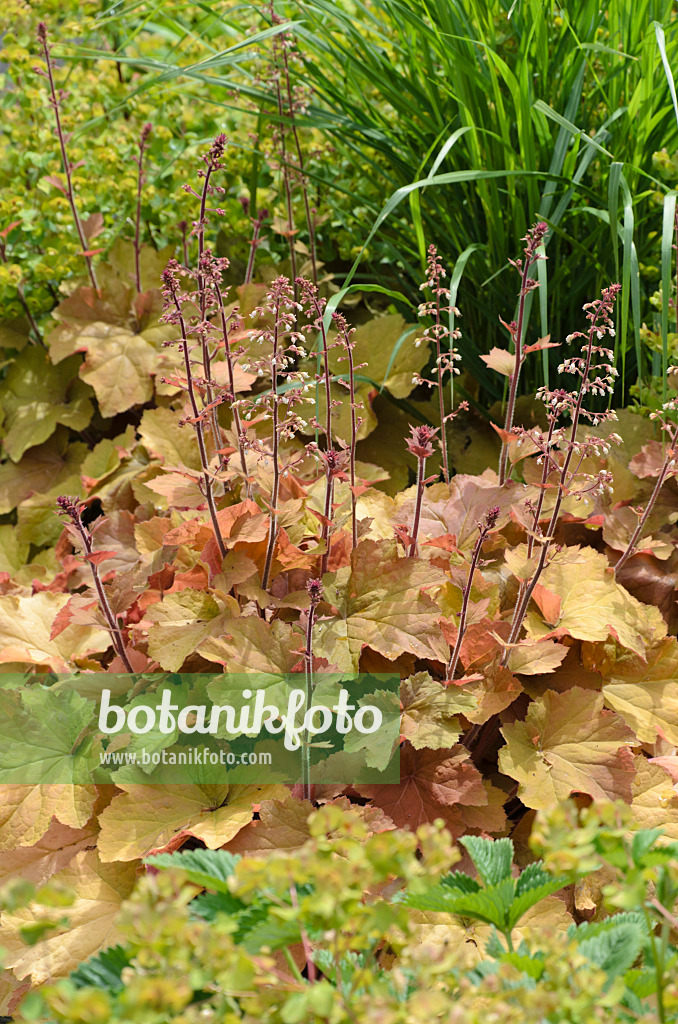 497058 - Hairy alumroot (Heuchera villosa 'Caramel')