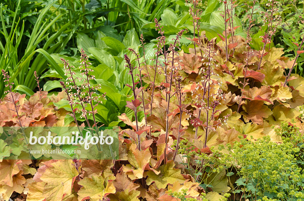 497060 - Hairy alumroot (Heuchera villosa 'Caramel')