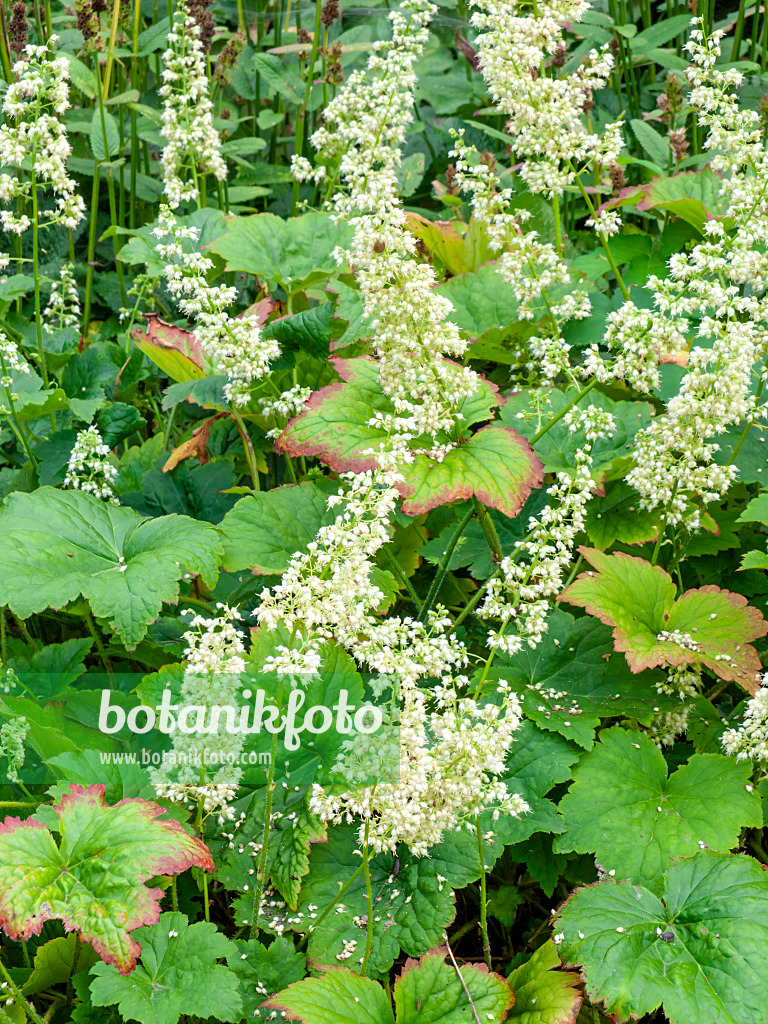 464051 - Hairy alumroot (Heuchera villosa 'Chantilly')