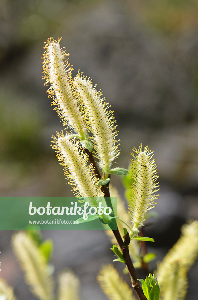 520024 - Halberd willow (Salix hastata)