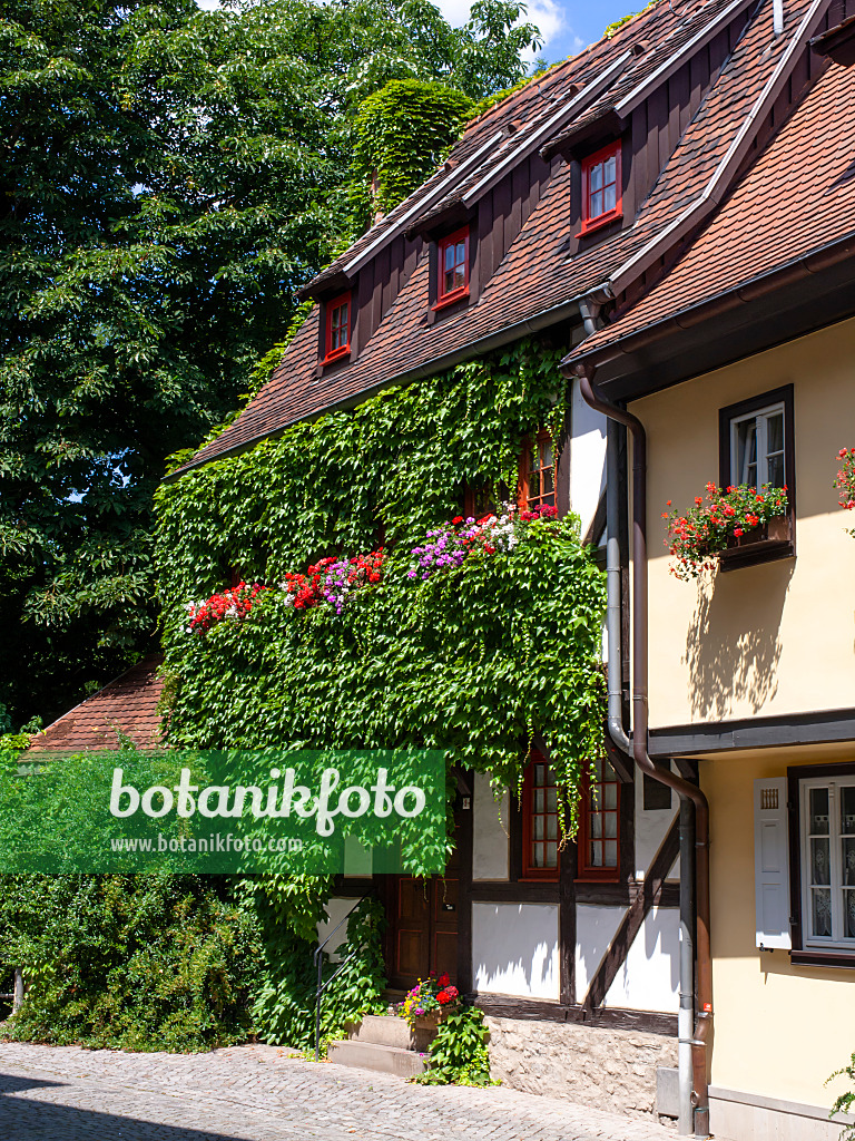 462015 - Half-timbered house, Erfurt, Germany