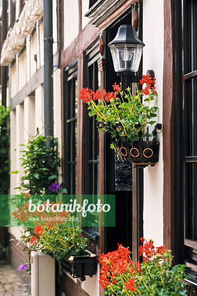 379028 - Half-timbered house with pelargoniums