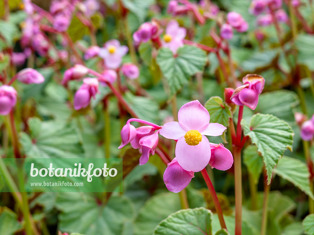 452207 - Hardy begonia (Begonia grandis)