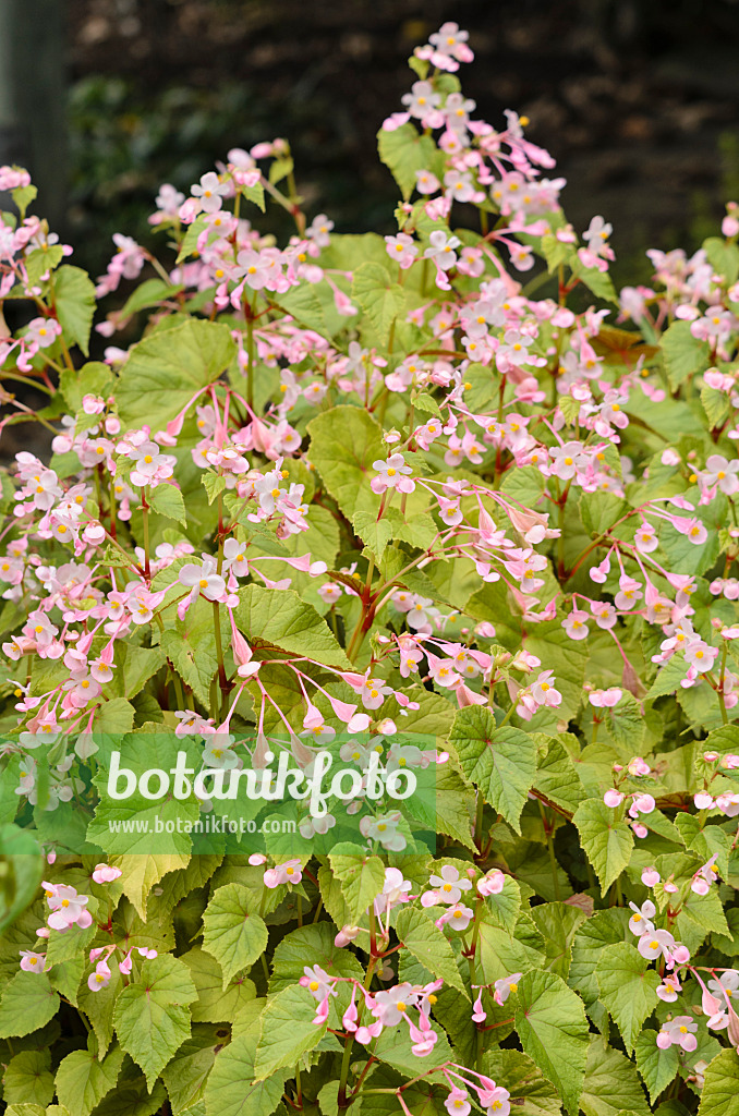 536017 - Hardy begonia (Begonia sinensis)