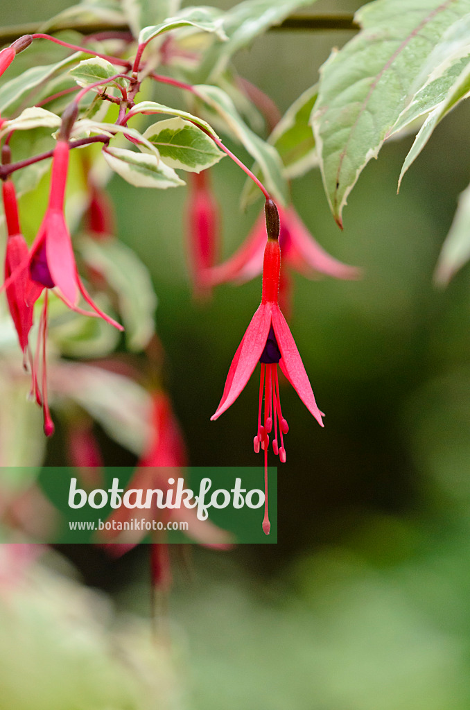 572016 - Hardy fuchsia (Fuchsia magellanica 'Variegata')