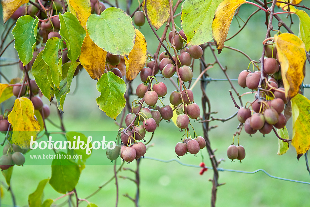 502097 - Hardy kiwi (Actinidia arguta 'Weiki')