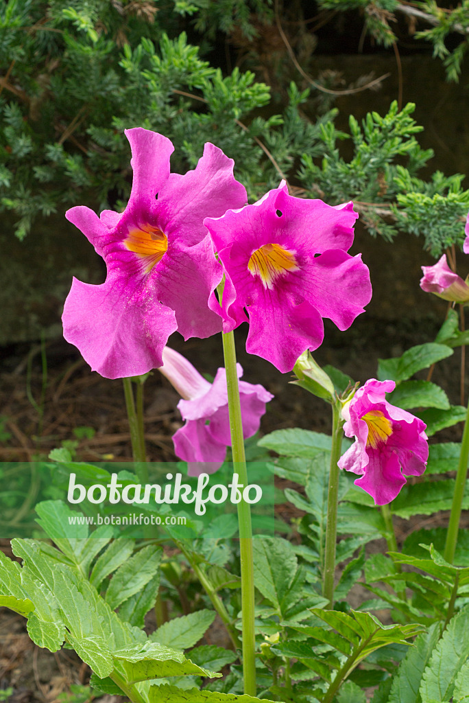 608064 - Hardy summer gloxinia (Incarvillea delavayi)