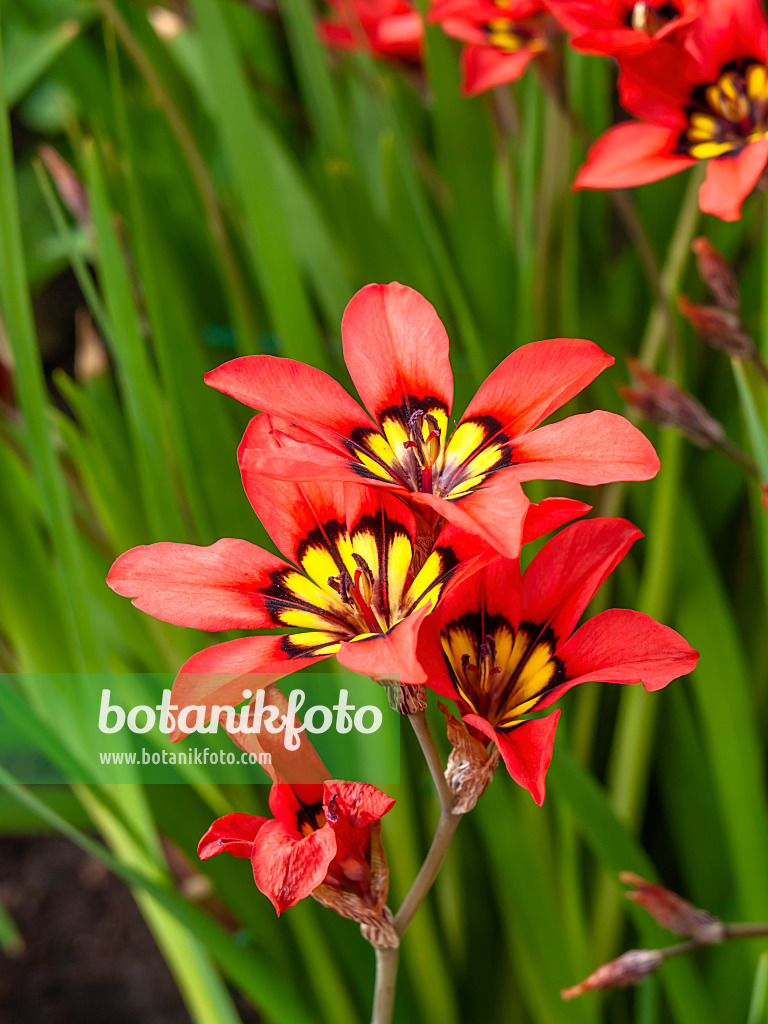 447020 - Harlequin flower (Sparaxis tricolor)