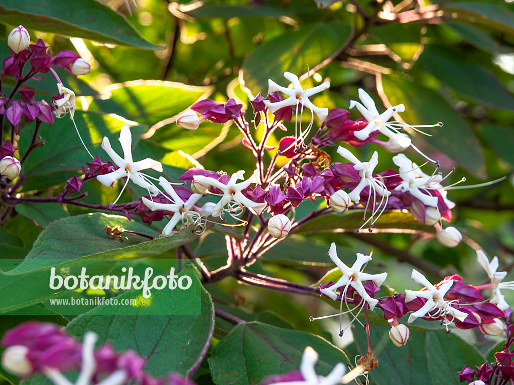 428349 - Harlequin glory bower (Clerodendrum trichotomum var. fargesii syn. Clerodendron trichotomum var. fargesii)