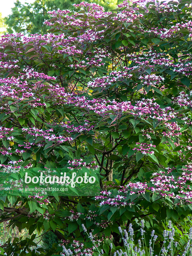 428352 - Harlequin glory bower (Clerodendrum trichotomum var. fargesii syn. Clerodendron trichotomum var. fargesii)