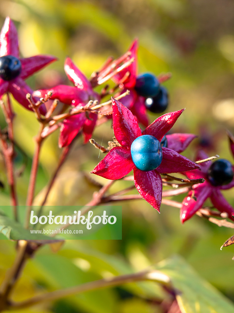 442109 - Harlequin glory bower (Clerodendrum trichotomum var. fargesii syn. Clerodendron trichotomum var. fargesii)