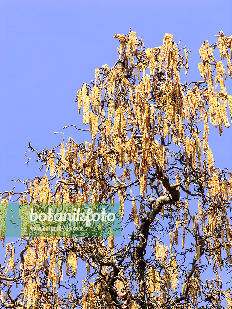 436094 - Harry Lauder's walking stick (Corylus avellana 'Contorta')