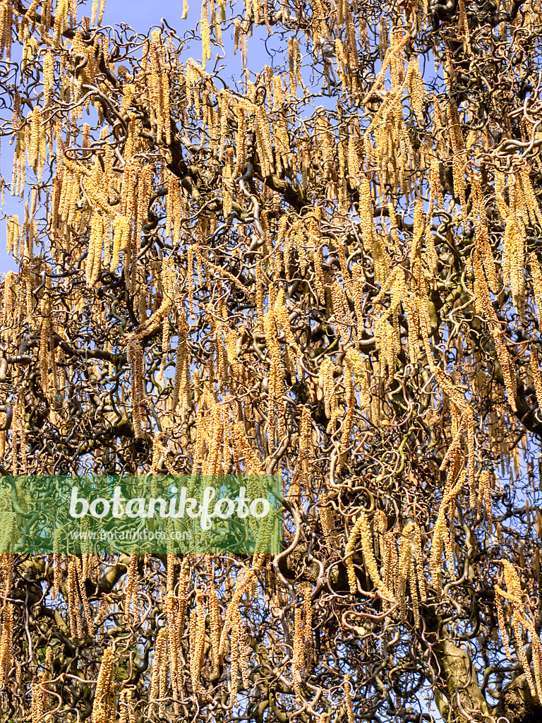 436095 - Harry Lauder's walking stick (Corylus avellana 'Contorta')