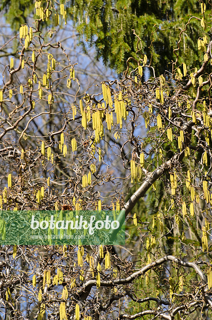 494080 - Harry Lauder's walking stick (Corylus avellana 'Contorta')