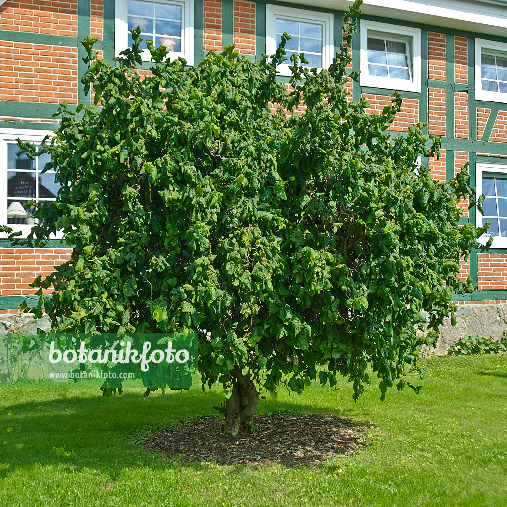 517164 - Harry Lauder's walking stick (Corylus avellana 'Contorta')