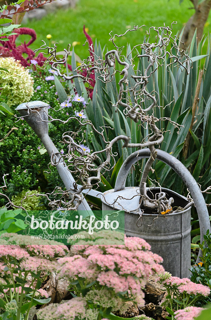 524104 - Harry Lauder's walking stick (Corylus avellana 'Contorta') in a watering can