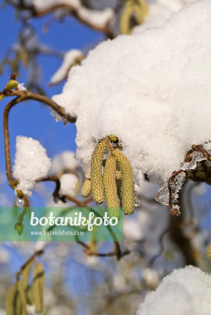 539016 - Harry Lauder's walking stick (Corylus avellana 'Contorta')