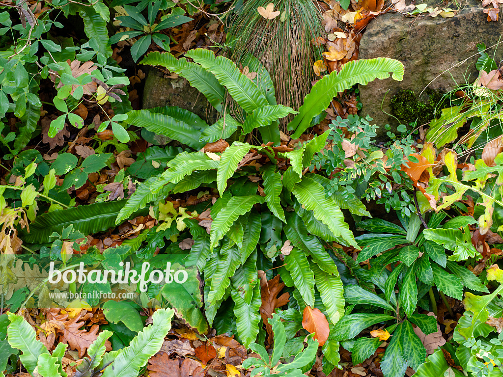 465250 - Hart's tongue fern (Asplenium scolopendrium syn. Phyllitis scolopendrium)