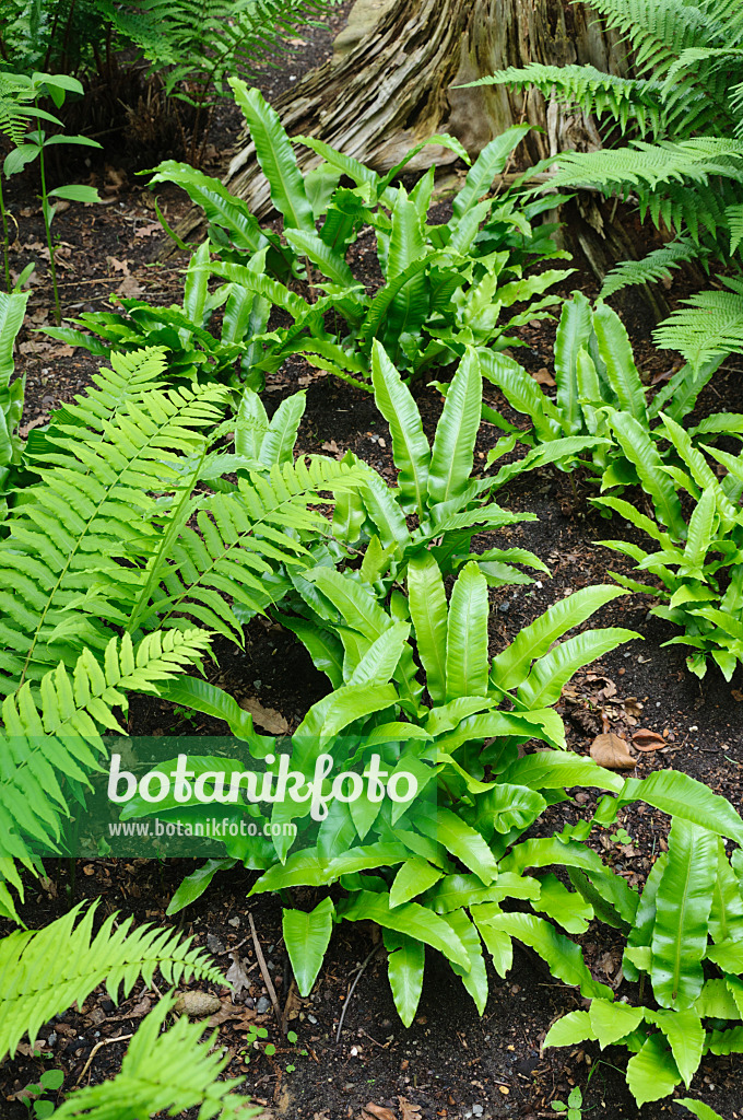 473006 - Hart's tongue fern (Asplenium scolopendrium syn. Phyllitis scolopendrium)