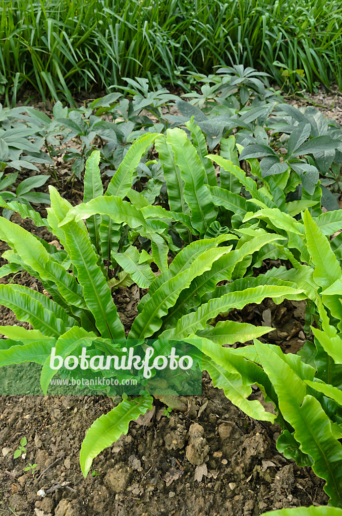 521370 - Hart's tongue fern (Asplenium scolopendrium syn. Phyllitis scolopendrium)