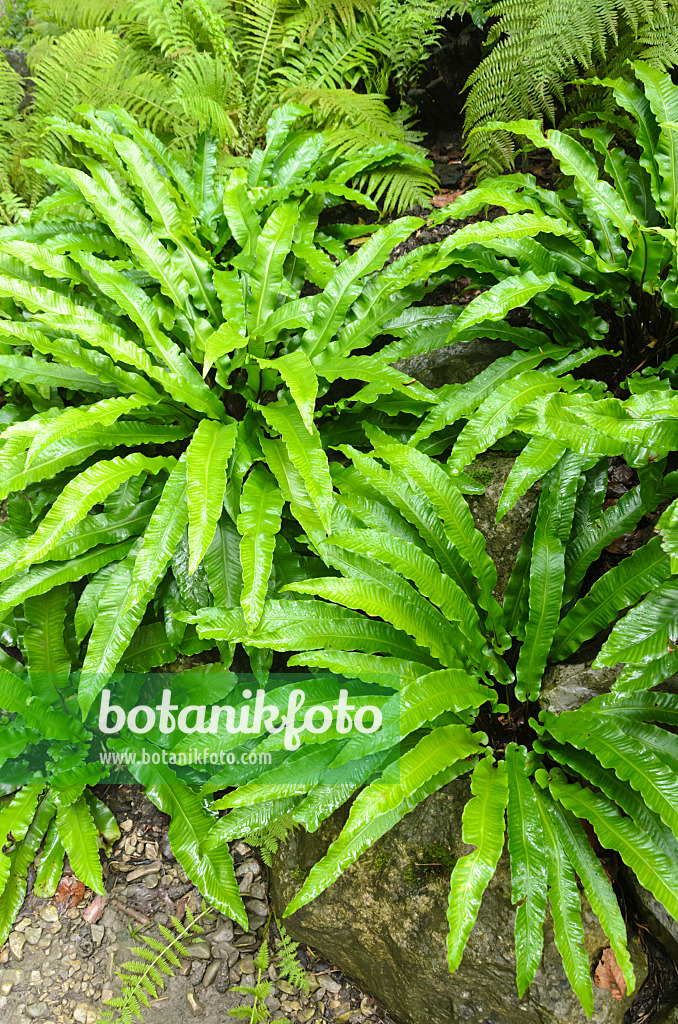 534370 - Hart's tongue fern (Asplenium scolopendrium syn. Phyllitis scolopendrium)