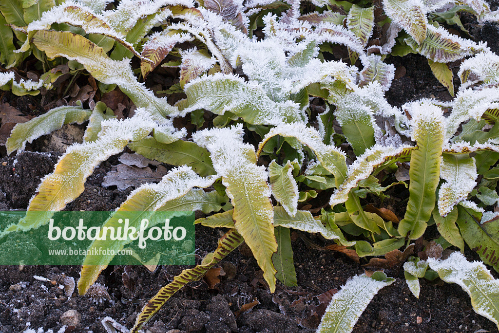 565041 - Hart's tongue fern (Asplenium scolopendrium syn. Phyllitis scolopendrium) with hoar frost