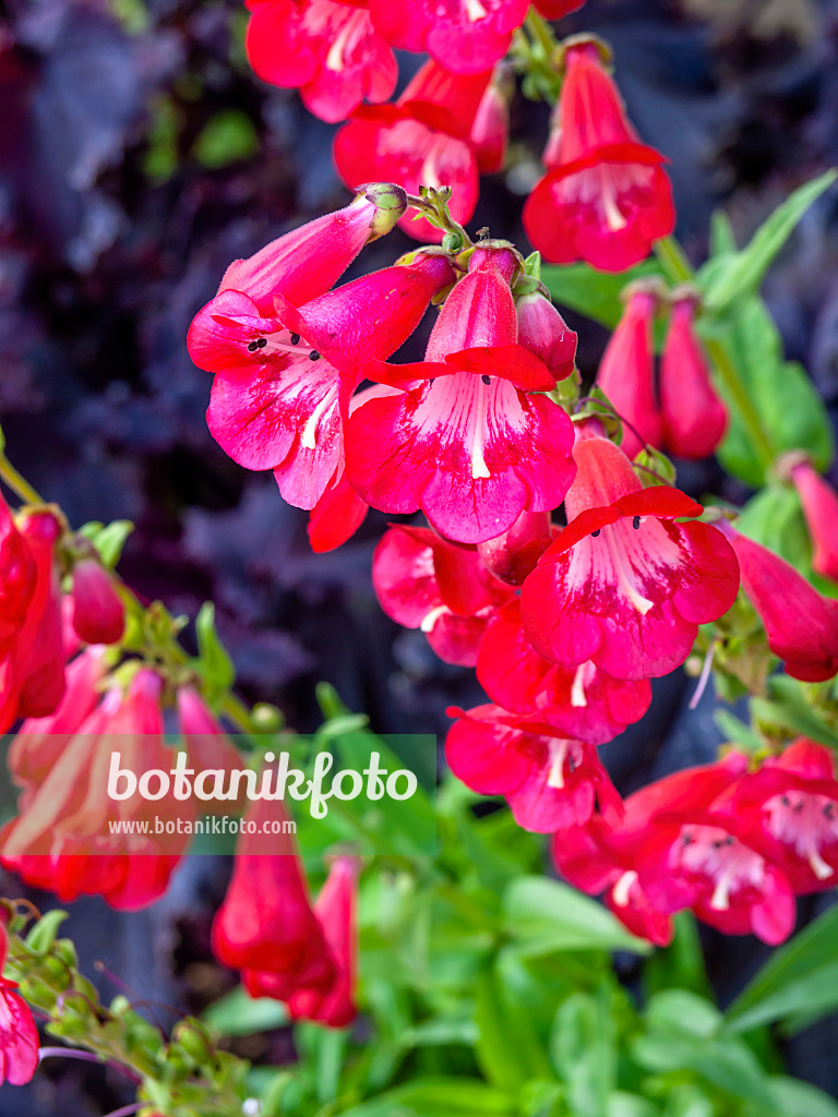 428220 - Hartweg's beard tongue (Penstemon hartwegii)