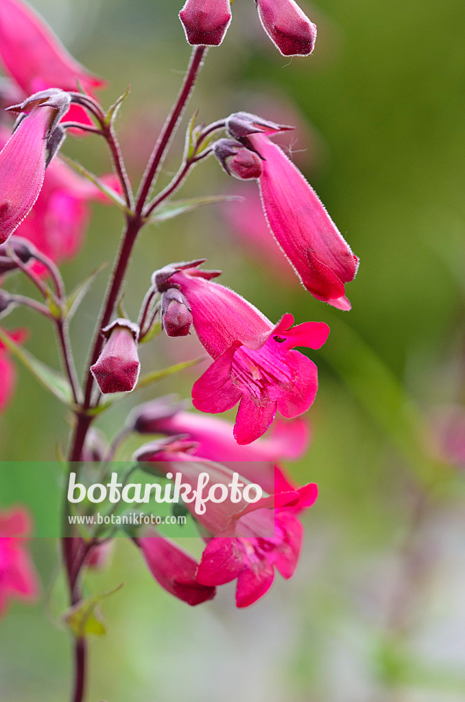 521505 - Hartweg's beard tongue (Penstemon hartwegii 'Andenken an F. Hahn')