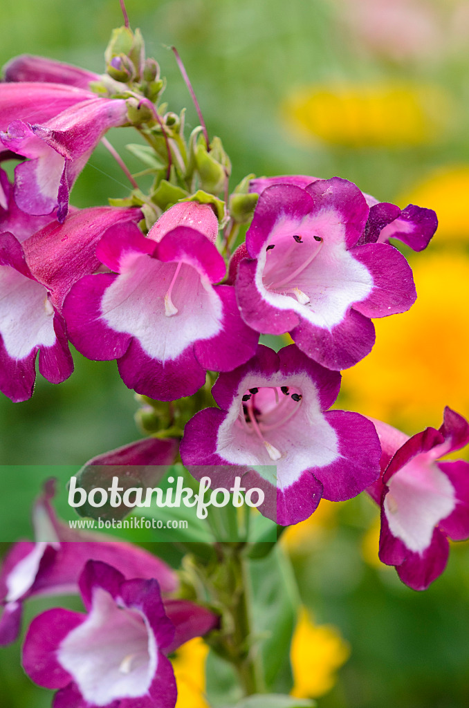 523024 - Hartweg's beard tongue (Penstemon hartwegii 'Phoenix Lavender')