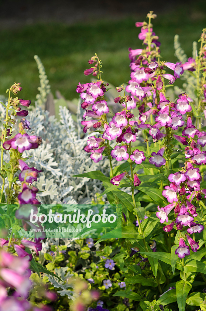 523216 - Hartweg's beard tongue (Penstemon hartwegii 'Phoenix Lavender')