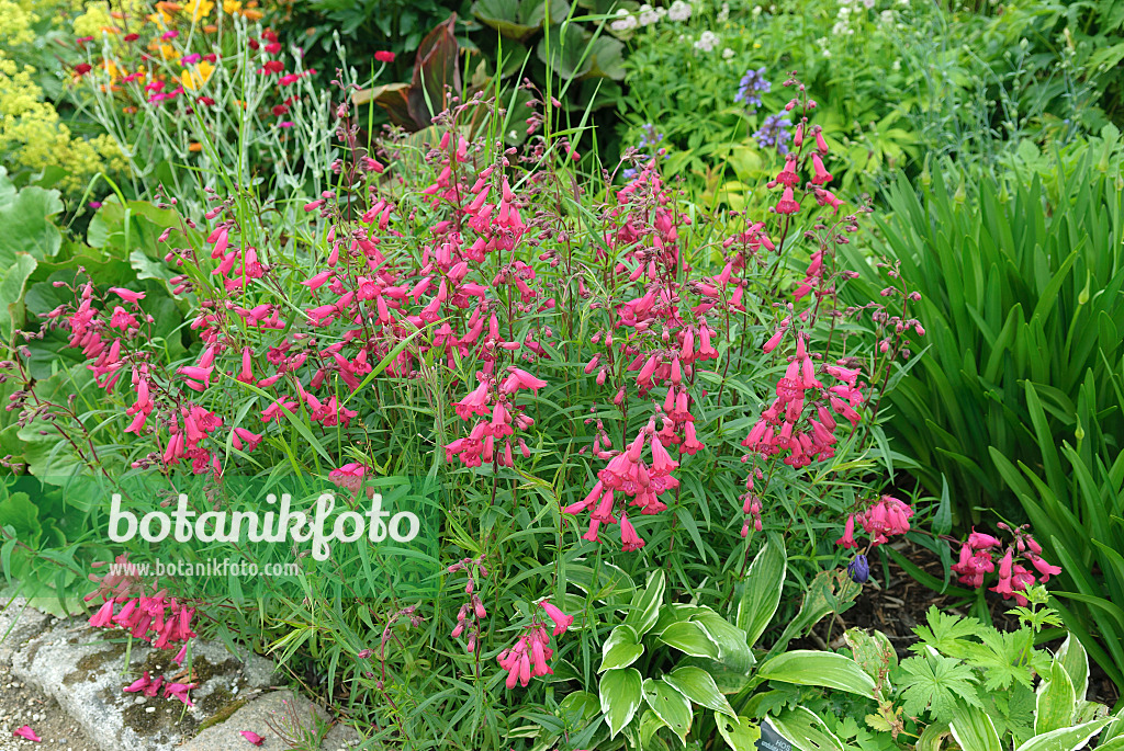 547213 - Hartweg's beard tongue (Penstemon hartwegii 'Andenken an F. Hahn')