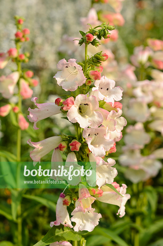 523224 - Hartweg's beard tongue (Penstemon hartwegii 'Apple Blossom')