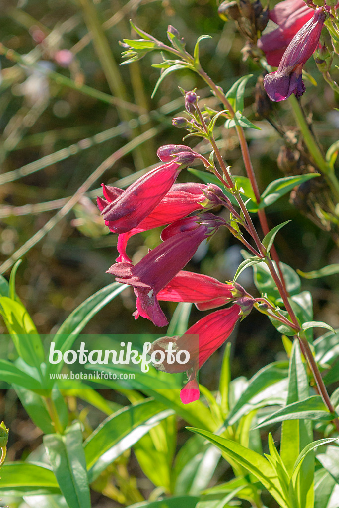 575175 - Hartweg's beard tongue (Penstemon hartwegii 'Rich Ruby')