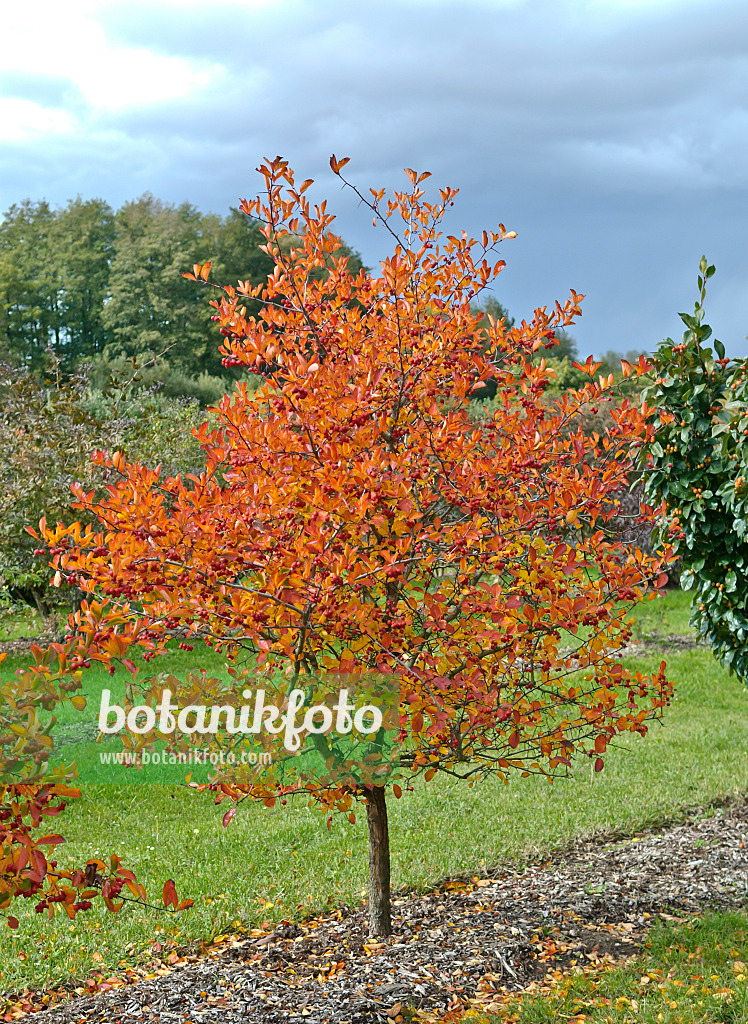 517171 - Hawthorn (Crataegus x prunifolia 'MacLeod' syn. Crataegus x persimilis 'MacLeod')