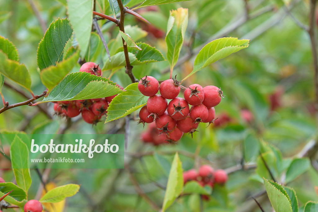 575077 - Hawthorn (Crataegus x prunifolia 'Splendens' syn. Crataegus x persimilis 'Splendens')