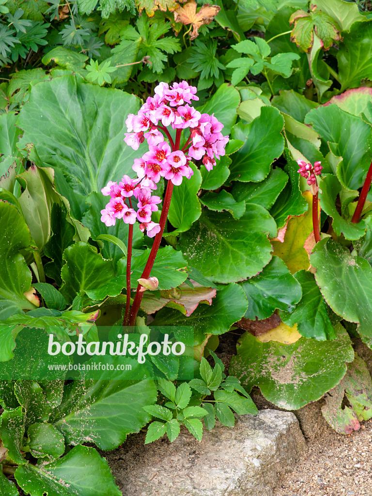 464049 - Heart leaf bergenia (Bergenia cordifolia 'Doppelgänger')