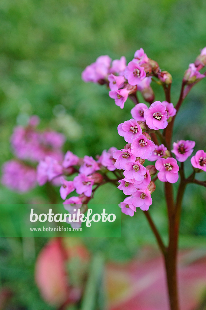 471270 - Heart leaf bergenia (Bergenia cordifolia 'Glockenturm')