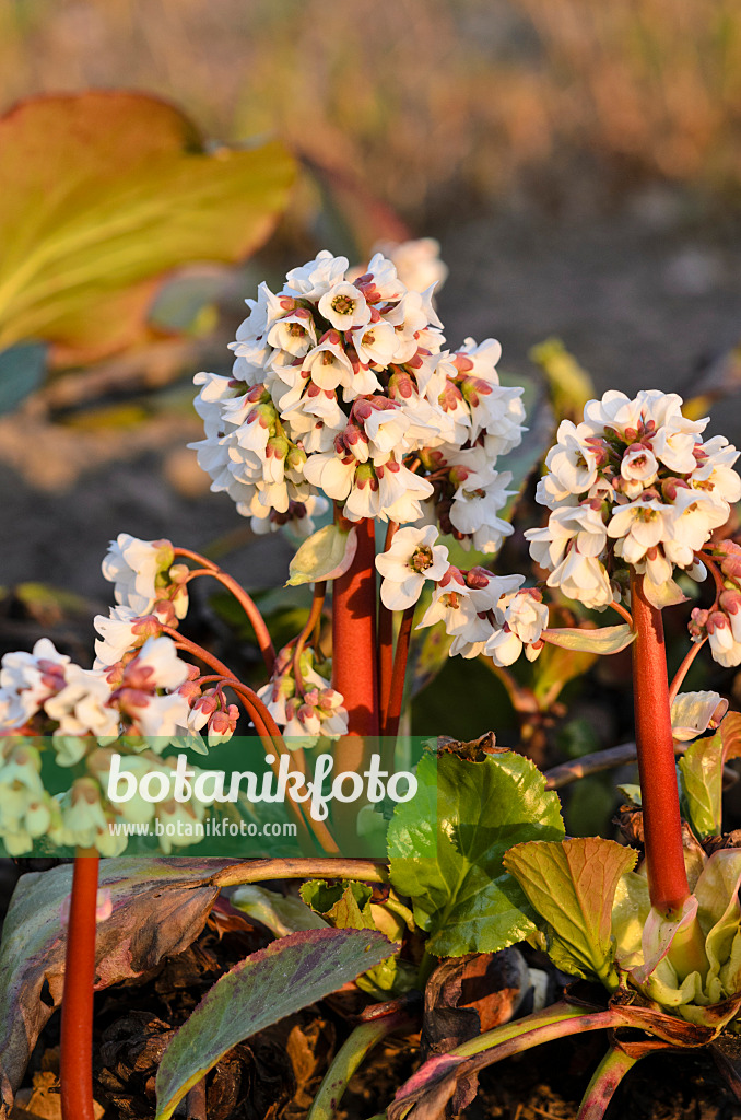 519111 - Heart leaf bergenia (Bergenia cordifolia)