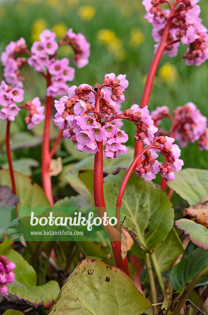 519179 - Heart leaf bergenia (Bergenia cordifolia)